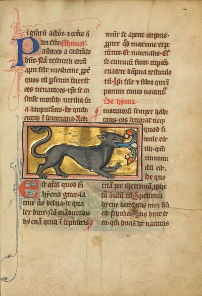 A Hyena by Unbekannt Unbekannt